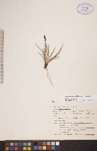 Carex scirpoidea image