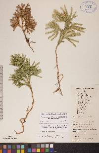 Dendrolycopodium hickeyi image