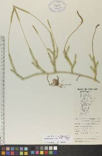 Lycopodium lagopus image