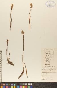 Spiranthes romanzoffiana image