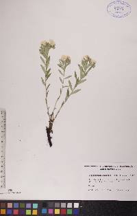 Lithospermum canescens image