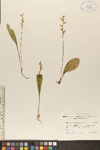 Platanthera obtusata image