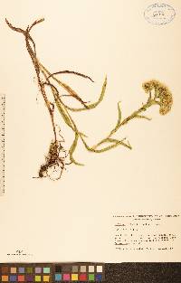 Solidago riddellii image