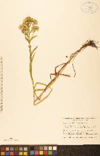 Solidago riddellii image