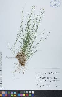 Carex gynocrates image