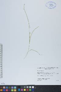 Carex trisperma image