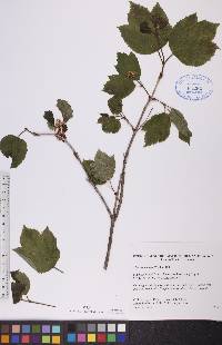 Viburnum edule image