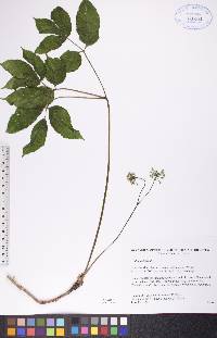 Aralia nudicaulis image