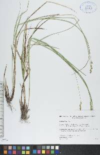 Carex foenea image