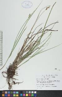 Carex merritt-fernaldii image