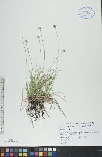 Carex peckii image