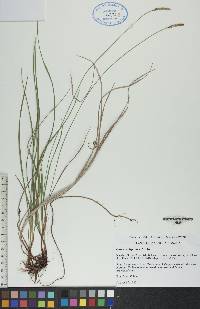 Carex scirpoidea image