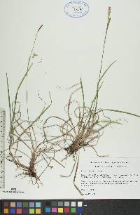 Carex vaginata image