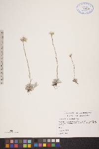 Antennaria microphylla image