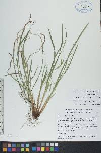 Carex saximontana image