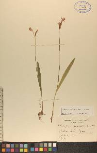 Calopogon tuberosus var. tuberosus image