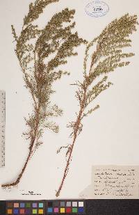 Artemisia campestris image