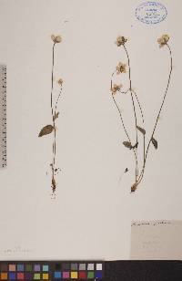 Parnassia palustris image