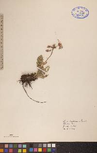 Geum triflorum image