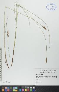 Carex diandra image