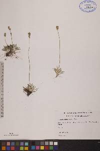 Tofieldia pusilla image