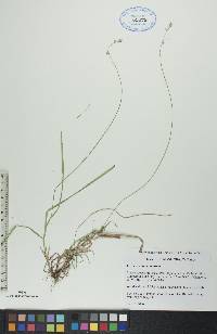 Carex deweyana image