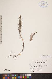 Myriophyllum sibiricum image