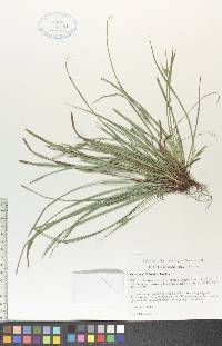 Carex backii image