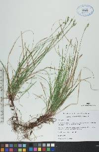 Carex peckii image