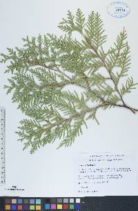 Thuja occidentalis image