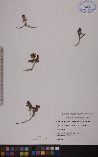 Vaccinium vitis-idaea image