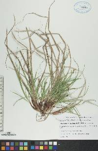 Carex tonsa var. tonsa image