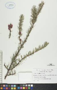 Larix laricina image