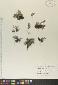 Selaginella rupestris image