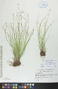 Carex disperma image