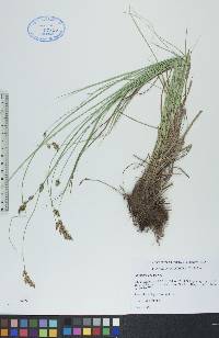 Carex prairea image