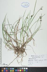 Carex paupercula image