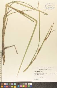 Carex atherodes image