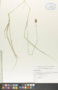 Carex bebbii image