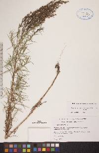 Artemisia campestris image