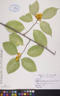 Celastrus scandens image