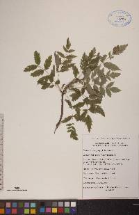 Sorbus decora image