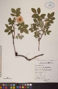 Rosa acicularis image