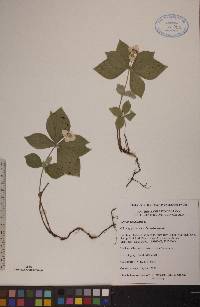 Cornus canadensis image