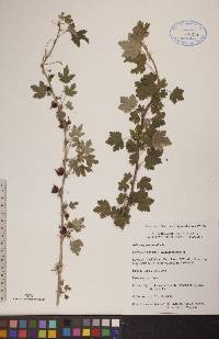 Ribes oxyacanthoides image