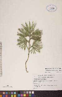 Dendrolycopodium dendroideum image