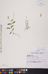 Moehringia lateriflora image