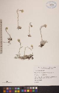 Antennaria parvifolia image