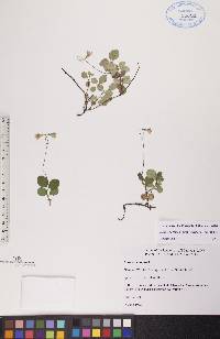 Linnaea borealis subsp. longiflora image