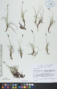 Carex rupestris image